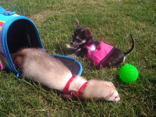 MAYA Y KYTTY EN EL PARQUE-MAYO 2009